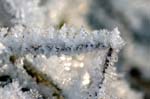 Frost08-12-30-008